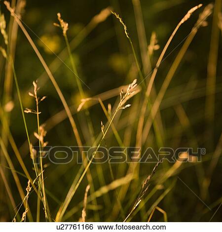 Stock Photograph - Lake of the Woods, Ontario, Canada; Lush foliage . Fotosearch