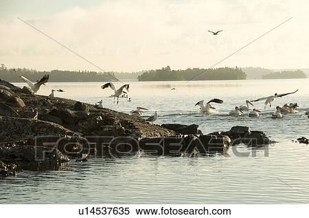 Lake of the Woods, Ontario, Canada; Birds stirring at lake at sunrise View Large Photo Image Stock Photography - Lake of the Woods, Ontario, Canada; Birds stirring at lake at sunrise. Fotosearch