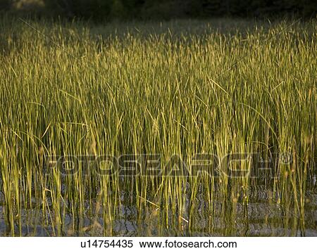 Lake of the Woods, Ontario, Canada; Abundance of green reeds in Lake of the Woods View Large Photo Image Stock Photography - Lake of the Woods, Ontario, Canada; Abundance of green reeds in Lake of the Woods. Fotosearch