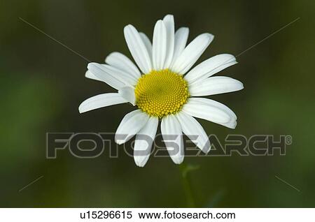 Lake of the Woods, Ontario, Canada; Close-up of a flower in a garden View Large Photo Image Stock Photography - Lake of the Woods, Ontario, Canada; Close-up of a flower in a garden. Fotosearch