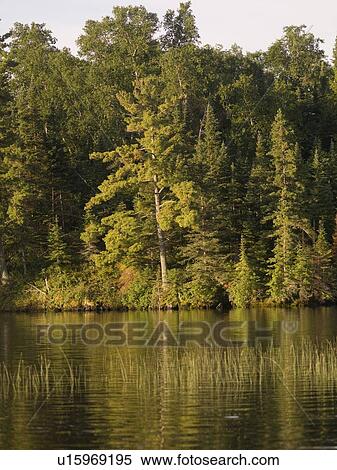 Lake of the Woods, Ontario, Canada; Large trees cover the bank of Lake of the Woods View Large Photo Image Stock Photography - Lake of the Woods, Ontario, Canada; Large trees cover the bank of Lake of the Woods. Fotosearch