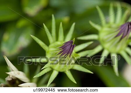 Stock Photography - Lake of the Woods, Ontario, Canada; Colourful flowers in bloom. Fotosearch