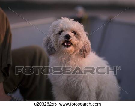 Lake of the Woods, Ontario, Canada; Lulu, a Bichon Maltaise View Large Photo Image Stock Photography - Lake of the Woods, Ontario, Canada; Lulu, a Bichon Maltaise. Fotosearch