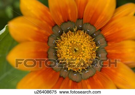 Stock Photography - Lake of the Woods, Ontario, Canada; Colourful flowers in bloom. Fotosearch