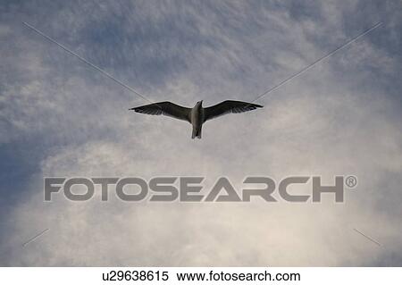 Lake of the Woods, Ontario, Canada; Bird flying over lake View Large Photo Image Stock Photography - Lake of the Woods, Ontario, Canada; Bird flying over lake. Fotosearch