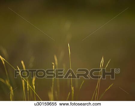 Lake of the Woods, Ontario, Canada; View of long grass View Large Photo Image Stock Photography - Lake of the Woods, Ontario, Canada; View of long grass. Fotosearch