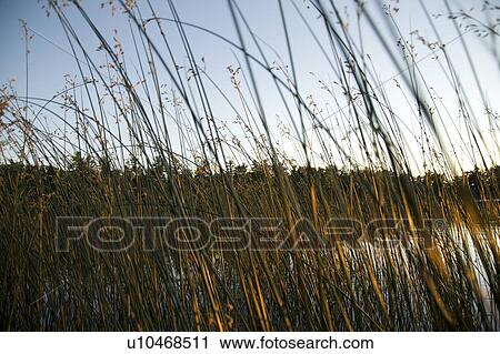 Stock Image - Lake of the Woods, Ontario, Canada; Sun shining through reeds in a lake. Fotosearch