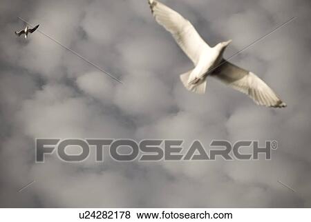 Lake of the Woods, Ontario, Canada; Two birds soaring View Large Photo Image Stock Photo - Lake of the Woods, Ontario, Canada; Two birds soaring. Fotosearch