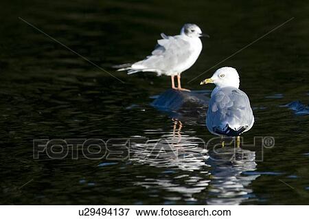 Lake of the Woods, Ontario, Canada; Two Ring-billed Gulls standing in the water View Large Photo Image Stock Photo - Lake of the Woods, Ontario, Canada; Two Ring-billed Gulls standing in the water. Fotosearch
