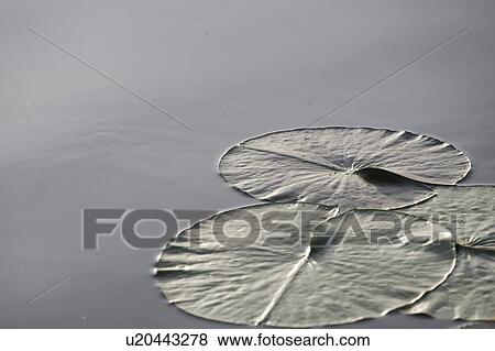 Stock Photo - Large lily pads on lake, Lake of the Woods, Ontario, Canada. Fotosearch
