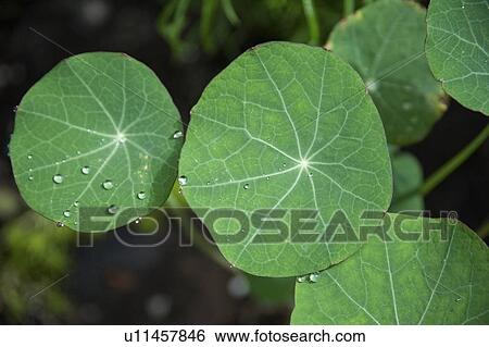 Leaves View Large Photo Image Stock Photograph - Leaves. Fotosearch