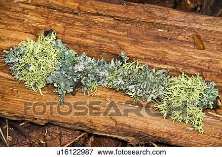 Stock Photo - Lichen and moss covered log, Sequoia National Park, California, USA . Fotosearch