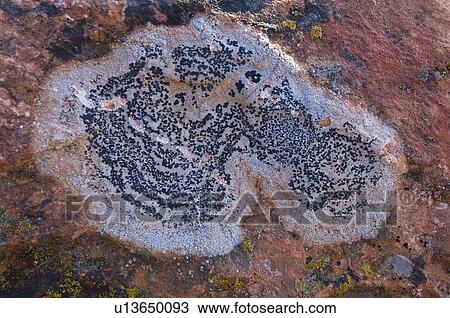 Lichen growing on clay rock View Large Photo Image Stock Image - Lichen growing on clay rock. Fotosearch
