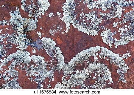 Lichen View Large Photo Image Picture - Lichen. Fotosearch