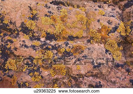 Lichen View Large Photo Image Stock Photography - Lichen. Fotosearch