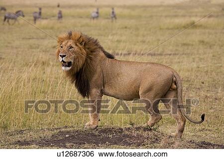 Lion, Masai Mara, Kenya; Lion looking across the African plains View Large Photo Image Stock Photograph - Lion, Masai Mara, Kenya; Lion looking across the African plains. Fotosearch