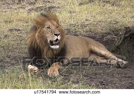 Picture - Lion Resting, Masai Mara, Kenya; Lion laying on grass in the shade . Fotosearch