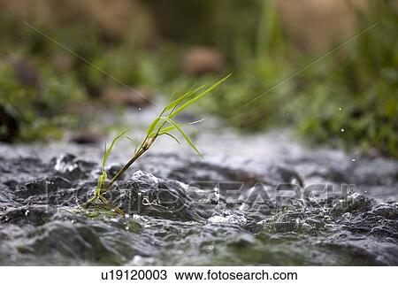 Stock Image - Little sprout. Fotosearch