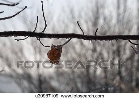 Lone leaf frozen to a tree, with icicles hanging View Large Photo Image Stock Photo - Lone leaf frozen to a tree, with icicles hanging. Fotosearch