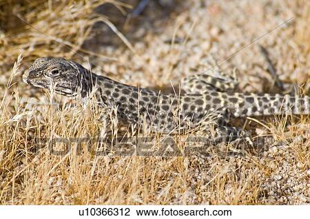 Long-nosed Leopard Lizard (Gambelia wislizenii) View Large Photo Image Stock Image - Long-nosed Leopard Lizard (Gambelia wislizenii). Fotosearch