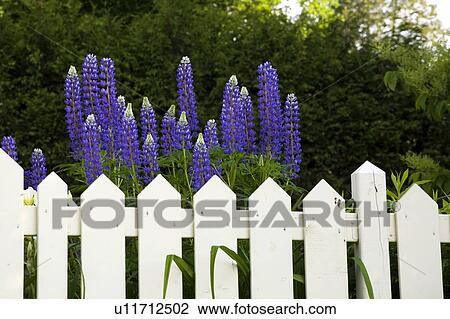Lupine flowers in a garden View Large Photo Image Stock Image - Lupine flowers in a garden. Fotosearch