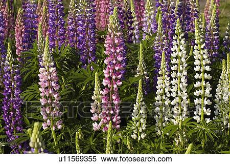 Lupine flowers in a garden View Large Photo Image Stock Photography - Lupine flowers in a garden. Fotosearch