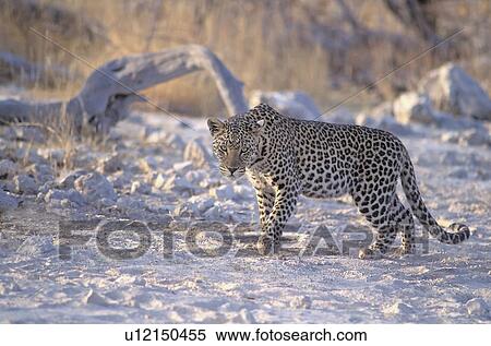 Stock Photography - Male Leopard. Fotosearch