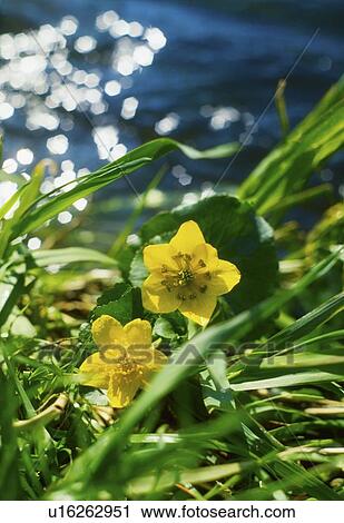Stock Image - Marsh Marigolds growing in the wild. Fotosearch