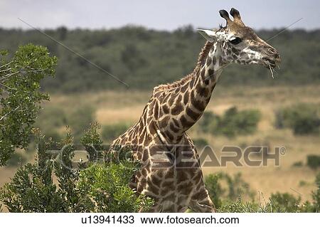 Stock Image - Masai Mara, Kenya, Africa; Rothschild giraffe eating Acacia tree. Fotosearch