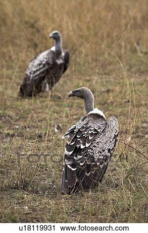 Stock Image - Masai Mara, Kenya, Africa; Vultures. Fotosearch