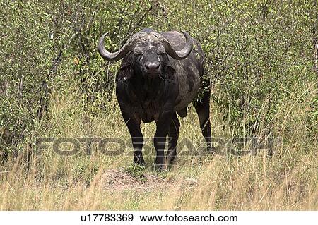 Masai Mara, Kenya, Africa; Water buffalo View Large Photo Image Stock Photo - Masai Mara, Kenya, Africa; Water buffalo . Fotosearch