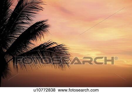 Mexico; Majestic sunset silhouettes palm tree View Large Photo Image Stock Photo - Mexico; Majestic sunset silhouettes palm tree. Fotosearch
