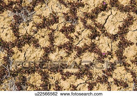 Mojave desert, California, USA; Plants growing in the cracks on the ground View Large Photo Image Stock Image - Mojave desert, California, USA; Plants growing in the cracks on the ground. Fotosearch