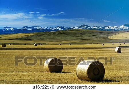 Montana, USA; Hay bales on a field, with snow-covered mountains in background View Large Photo Image Stock Image - Montana, USA; Hay bales on a field, with snow-covered mountains in background. Fotosearch