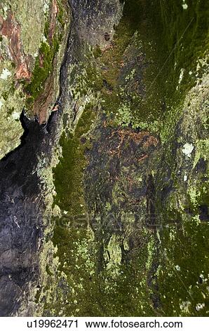 Stock Image - Moss and lichen covered tree, Sequoia National Park, California, USA . Fotosearch
