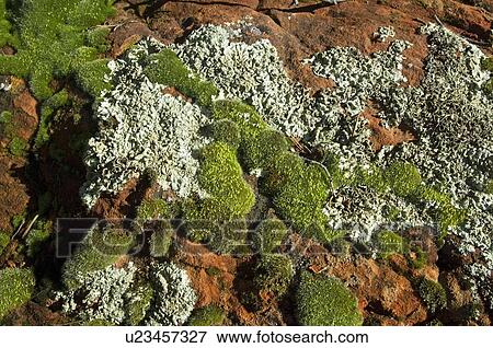 Moss and lichen growing on clay rocks View Large Photo Image Stock Photo - Moss and lichen growing on clay rocks . Fotosearch