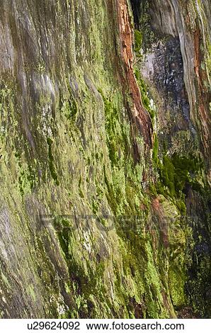 Moss covered bark, Sequoia National Park, California, USA View Large Photo Image Stock Image - Moss covered bark, Sequoia National Park, California, USA . Fotosearch