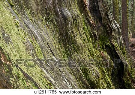 Stock Photography - Moss covered tree, Sequoia National Park, California, USA . Fotosearch