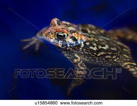 Multi-colored frog swimming in blue pool View Large Photo Image Stock Image - Multi-colored frog swimming in blue pool. Fotosearch