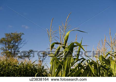 Muskoka, Ontario, Canada; Corn field View Large Photo Image Picture - Muskoka, Ontario, Canada; Corn field. Fotosearch