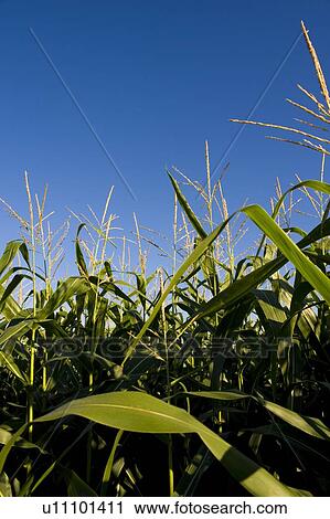 Muskoka, Ontario, Canada; Corn field View Large Photo Image Stock Image - Muskoka, Ontario, Canada; Corn field. Fotosearch