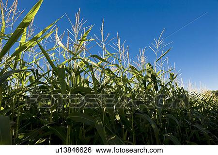 Stock Photograph - Muskoka, Ontario, Canada; Corn field. Fotosearch