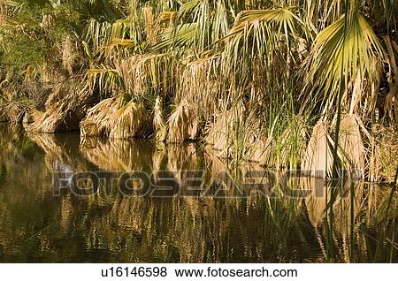 Native California fan palms reflecting on a desert oasis, California, USA View Large Photo Image Stock Photo - Native California fan palms reflecting on a desert oasis, California, USA . Fotosearch