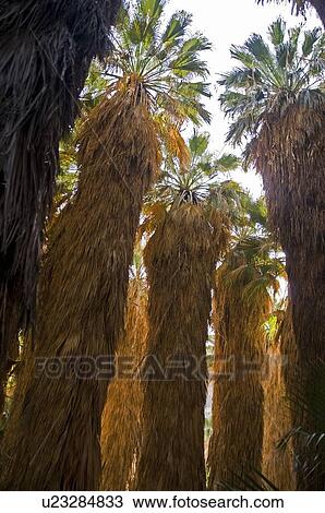 Native California fan palms View Large Photo Image Stock Image - Native California fan palms . Fotosearch