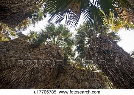 Stock Photography - Native California fan palms . Fotosearch