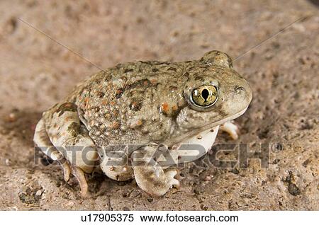 Stock Photography - New Mexico spadefoot toad (Spea multiplicata); toad sitting on a rock. Fotosearch