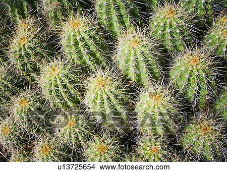 New Mexico, USA; Close up of cactus cluster View Large Photo Image Picture - New Mexico, USA; Close up of cactus cluster. Fotosearch