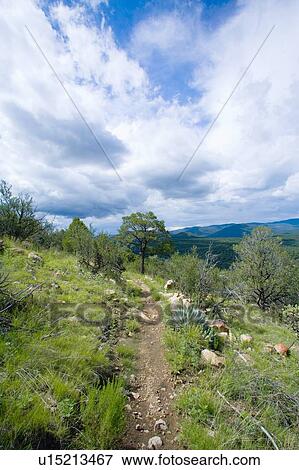 New Mexico, USA; Hiking trail in the Gila Mountains View Large Photo Image Stock Photo - New Mexico, USA; Hiking trail in the Gila Mountains. Fotosearch