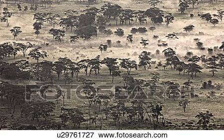 Ngorongoro Crater, Tanzania, Africa View Large Photo Image Stock Photo - Ngorongoro Crater, Tanzania, Africa . Fotosearch