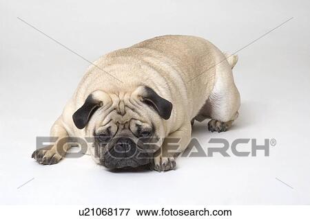 Stock Photo - None. Fotosearch
